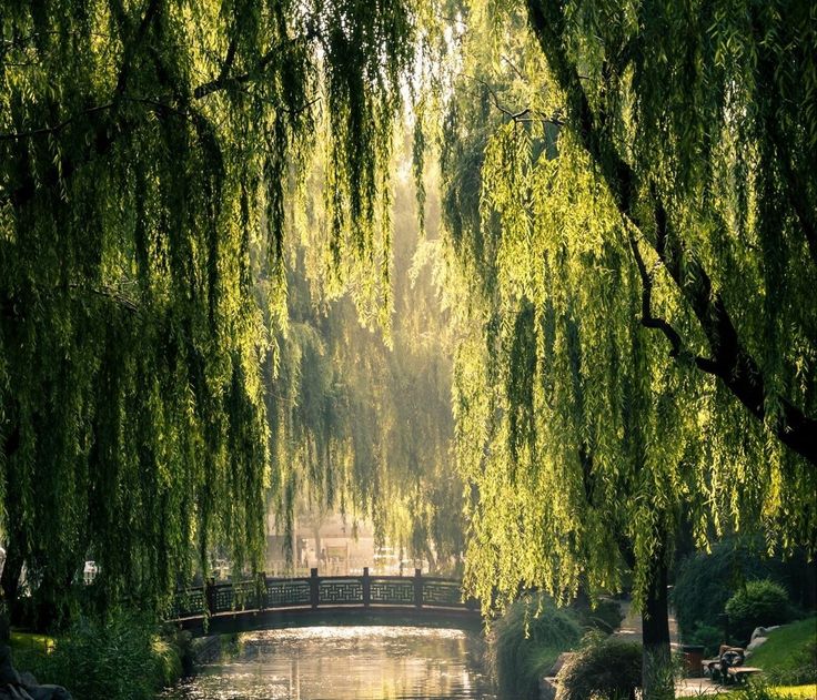 Sunlight through willow trees beside a stream